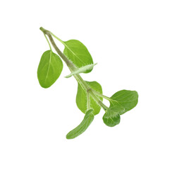 Sprig of fresh green oregano isolated on white