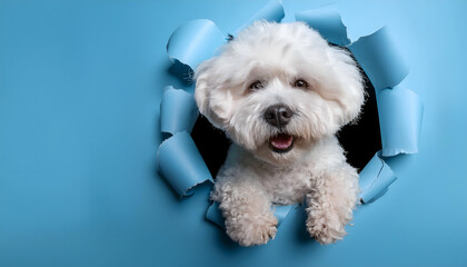 Playful Pup, Paper Caper: An adorable white Bichon Frise peeks through a torn blue paper background, its fluffy charm stealing the show. 