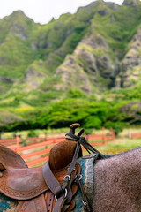 Jurrasic Saddle