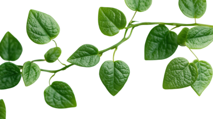 Green Vine with Heart-Shaped Leaves Isolated on White
