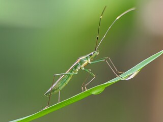 stinging grasshopper on a leaf with a blurred background