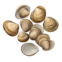Clams, isolated, cartoon style, no background, transparent background