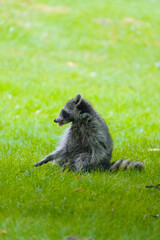 Raccoon on the grass. © Dasha