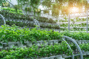 Lush Greenhouse Filled with Healthy Plants in Abundant Light