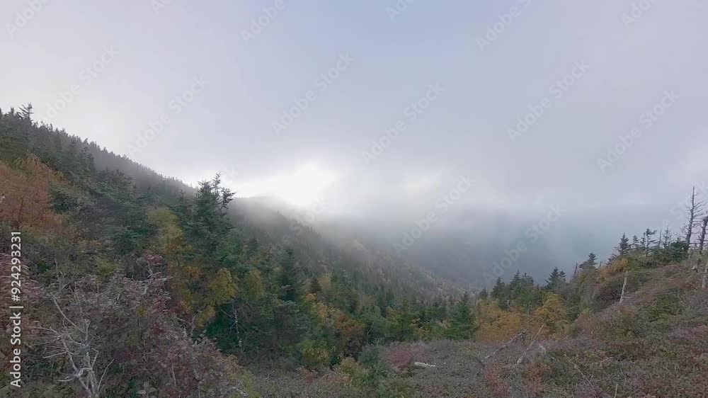 Poster Fog and Light in Valley in the Smokies During Fall