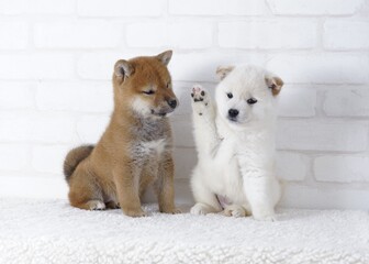 二匹の可愛い子犬の柴犬