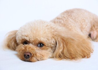 カメラ目線のトイプードル