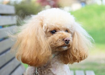 遠くを見てるトイプードル