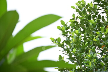 beautiful green leaf texture in springtime, water drop on leaves