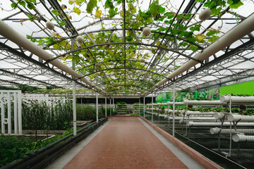 Innovative Greenhouse Design Showcasing Hydroponic Farming Techniques