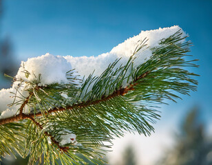 Close up of pine leaves with snow on it; winter concept; nature details backgrond.