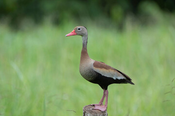 Black-bellied Whistling Duck (Dendrocygna autumnalis)
