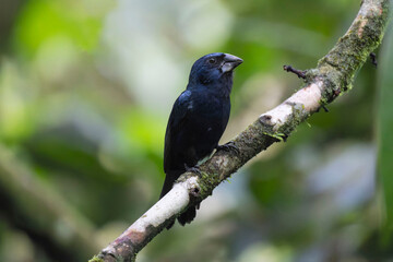 Obraz premium Blue-black Grosbeak (Cyanoloxia cyanoides)