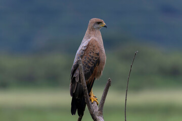 Savanna Hawk (Buteogallus meridionalis)