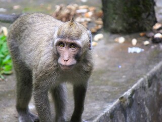 A monkey was walking and looking around