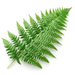 Fresh green fern frond on solid white background, single object