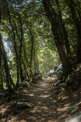 Wapama Falls Trail Cuts through Forest Along Hetch Hetchy