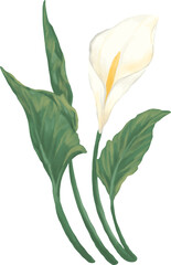 Peace lily flower painting illustration