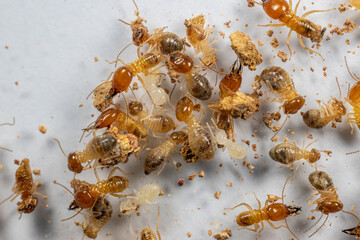 Close up of the Small termite in Petri dish glass for education in Laboratory.