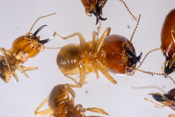 Close up of the Small termite in Petri dish glass for education in Laboratory.