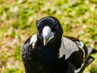 Magpie Gives Us The Evil Eye