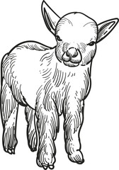 Vintage hand drawn sketch of pygmy goat