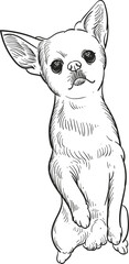 Vintage hand drawn sketch of sit chihuahua dog breed
