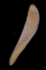 Study of Protozoa and Algae under the microscope for education.