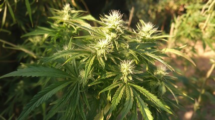 Macro Close-Up of Evergreen Needles and Hemp Plant