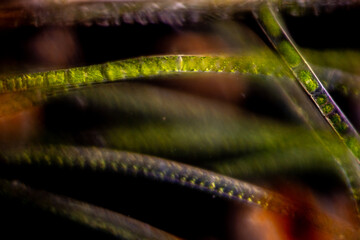 Study of Protozoa and Algae under the microscope for education.