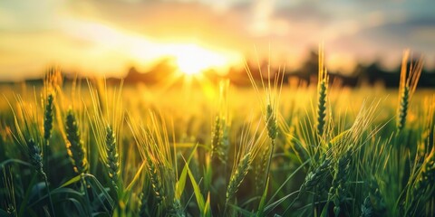 Fototapeta premium Bright sunlight on a green wheat field Sparkling grass under the sun s rays Wide angle view