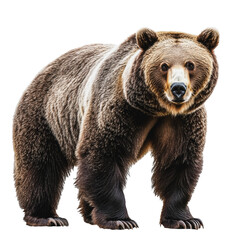 Fototapeta premium PNG A brown bear standing confidently in a natural pose, showcasing its powerful physique against a plain background