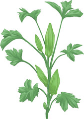 Okra fruit plant floral painting illustration