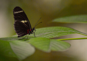 butterfly on leaf
