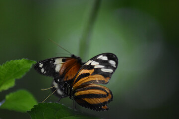 Fototapeta premium butterfly on leaf