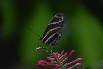 butterfly on a flower