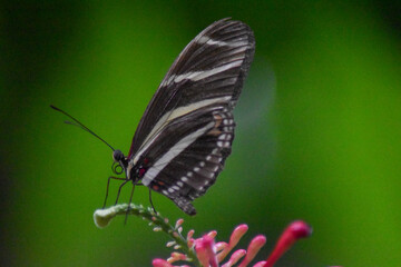 Obraz premium butterfly on a flower