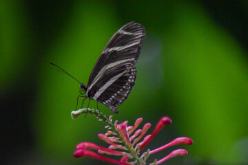 Obraz premium butterfly on a leaf