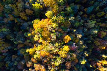 Colorful forest with yellow canopies in autumn. Landscape of wild woods nature in fall season