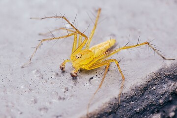 Yellow spider walking on the floor.