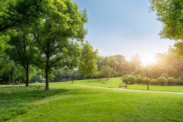 Tranquil Park Landscape Bathed in Morning Sunlight
