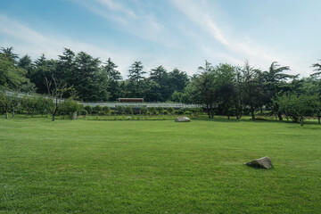 Tranquil Green Landscape with Lush Grass and Trees