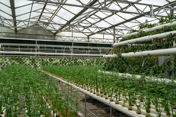 Sustainable Hydroponic Farming: Innovation in Greenhouse Agriculture