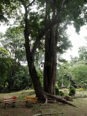 Big tree in the park of Muak Lek water fall, Muak Lek district, Saraburi, Thailand.