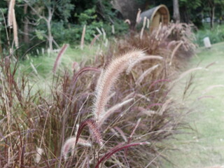 Close up of purple white Mission grass in the forest.