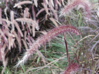 Close up of purple white Mission grass in the forest.