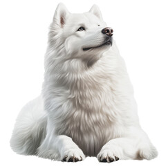 Obraz premium PNG Samoyed dog sitting gracefully against a neutral background during the afternoon