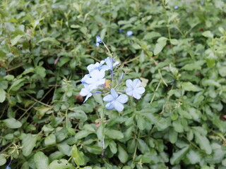 Close up shot of blue forget me not flowers.