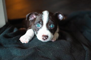 jack russell terrier puppy