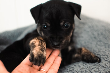 puppy in a hand